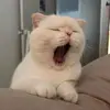 Eileen Chamberlaint - @4j1r2rw29oj6 - TikTok