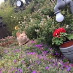 Eileen Cherry - Facebook
