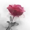 eileenchoi2 - @eileenchoi2 - TikTok