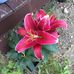 Eileen Chow - Facebook