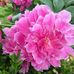 Eileen Cline - Facebook