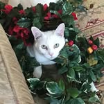 Eileen Summerlin Cole - @eileensummerlincole - Instagram