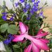 Eileen Corbey - Facebook