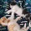 Zeit&Alba😻 - @eileencornejo15 - TikTok