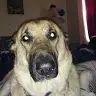 Grayson cat - @eileendoherty1 - TikTok