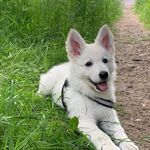 Eileen Ebert - @toby_the_dog_keith - Instagram