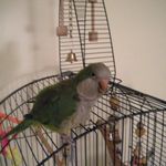 Eileen Farley - @buddythequacker - Instagram