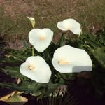 Eileen Field - @eileen.field.543 - Instagram
