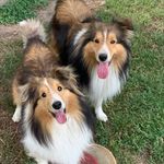 eileen.finlay_sheltiediary - @eileen.finlay_sheltiediary - Instagram