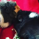 Flora And Eileen - @floraandeileenguineapigs - Instagram