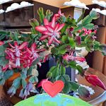 Eileen Gardner Day - @eileengardnerday - Instagram