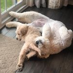 Eileen & Gilbert - @sibling_doods_eileen_gilbert - Instagram