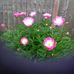 Eileen Guy - Facebook