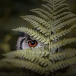 hidingowl - @eileen_hagan - Instagram
