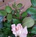 Eileen Hillman - Facebook