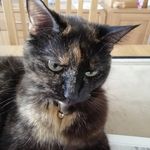 Callycat - @eileenharding1950 - Instagram