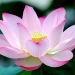 Eileen.Hauser🌺 - @pictures_in_us - Instagram