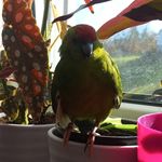 Eileen Heller - @red_crowned_parakeets - Instagram