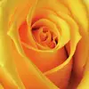 Eileen Hemphill735 - @eileenhemphill755 - TikTok