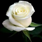 Eileen Henderson - @eileen.henderson.372 - Instagram