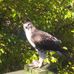 Eileen Hesch - Facebook