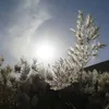 Eileen Hing - @eileen.hing - TikTok