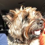 Eileen Huber - @cairn_terrier_jack - Instagram