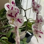 Eileen Hull - @eileen.h71 - Instagram