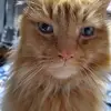 Eileen Sullivan-Irish - @eileen.sullivanir - TikTok