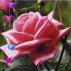 Eileen John - @eileen.john61 - TikTok