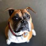eileen kelley - @bellathegloucesterboxer - Instagram