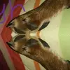 Eileen Kelley - @eileen.kelley0 - TikTok