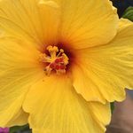 Lisa Molina-Hennigan - @eileen__lisa - Instagram