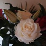 Eileen Mccloskey - @mccloskeye123 - Instagram
