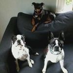 Eileen McComb - @eileenforcraigslist - Instagram
