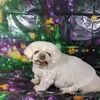 Eileen Sweeney McKenzie - @eileen.sweeney.mc - TikTok
