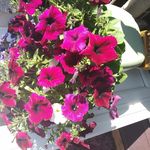 Eileenand Fred Milne - @eileenandfredmilne - Instagram