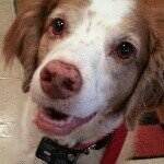 Ginger - @eileenmoriarty64 - Instagram