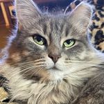 Eileen Palmer - @ladyvolsfan17 - Instagram
