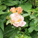 Eileen Patton Johnson - @eileen31425 - Instagram