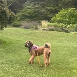Eileen Pollock Martin - @blondirishi - Instagram