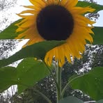 Eileen Prescott - Facebook