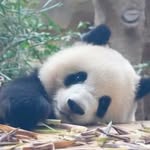 Eileen Qiu - @qiumanman89 - Instagram