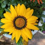 Eileen Redman - @eileen.redman.33 - Instagram