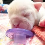 Eileen Riddle - @riddlesbullybabyranch - Instagram