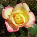 Eileen Rider Cundiff - Facebook