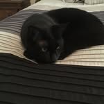 Eileen Ritchie Bryant - @eileen4cats_ - Instagram