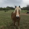 pferdevideos - @eileenmoritz - TikTok