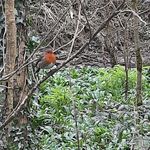 Eileen Roche - @eileenroche1 - Instagram