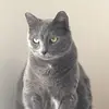 EileenRoss🐾 - @eileenrosscat - TikTok